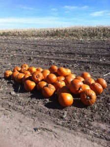 Tis the season of the pumpkin patch
