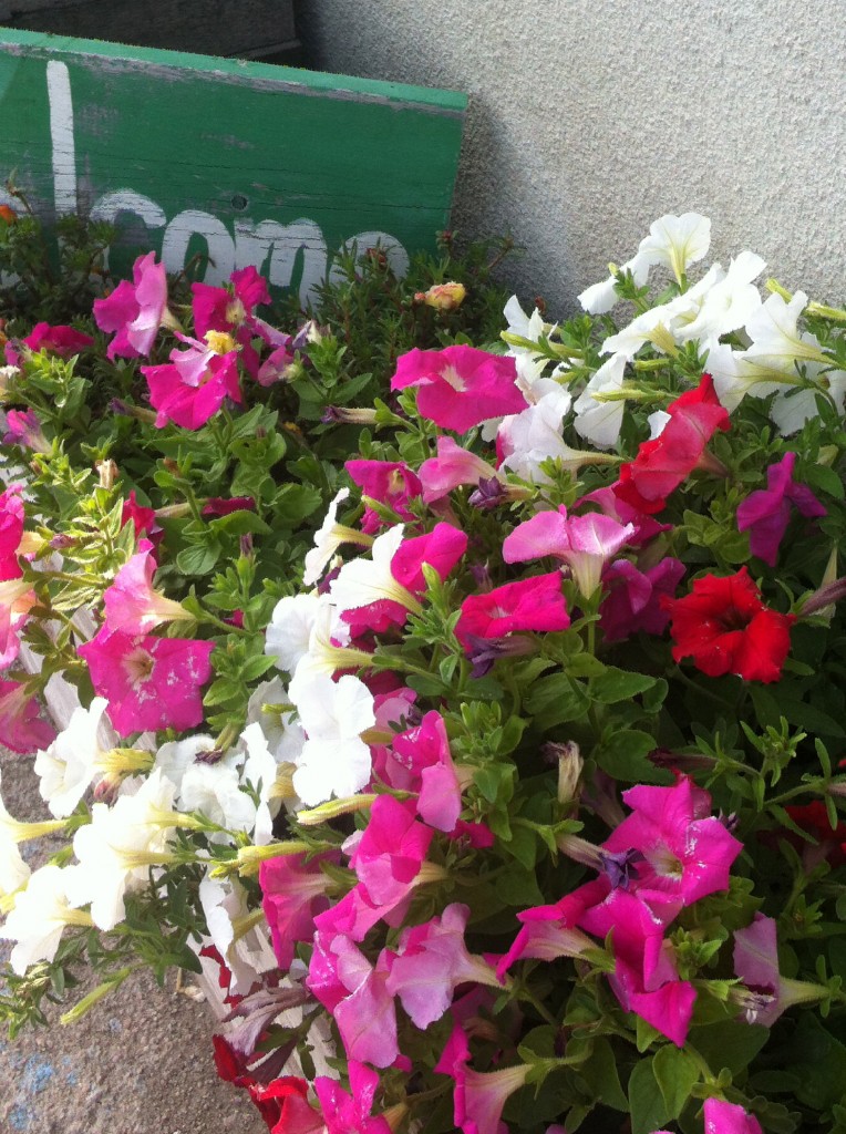 And these pink petunias are Wrexy's favorite!