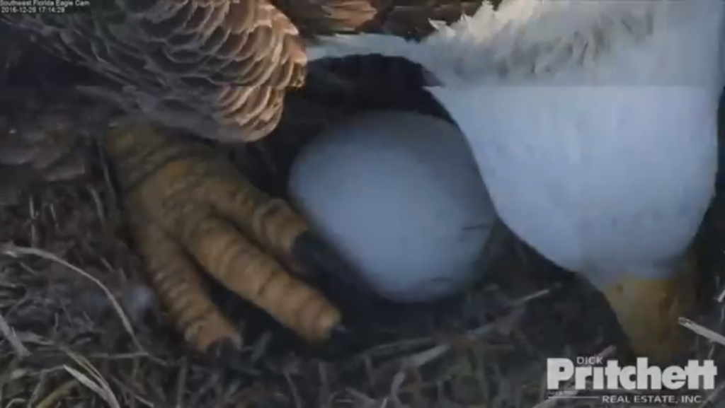 Checking on her eggs