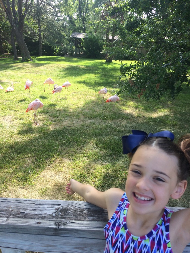 Sawyer LOVES flamingos!